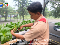 Santri SMP Bilingual Terpadu 2 Sukses Budidayakan Hidroponik